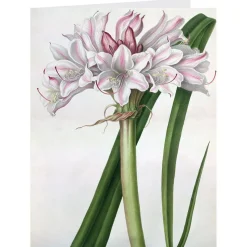 Botanical Illustrations Notecards