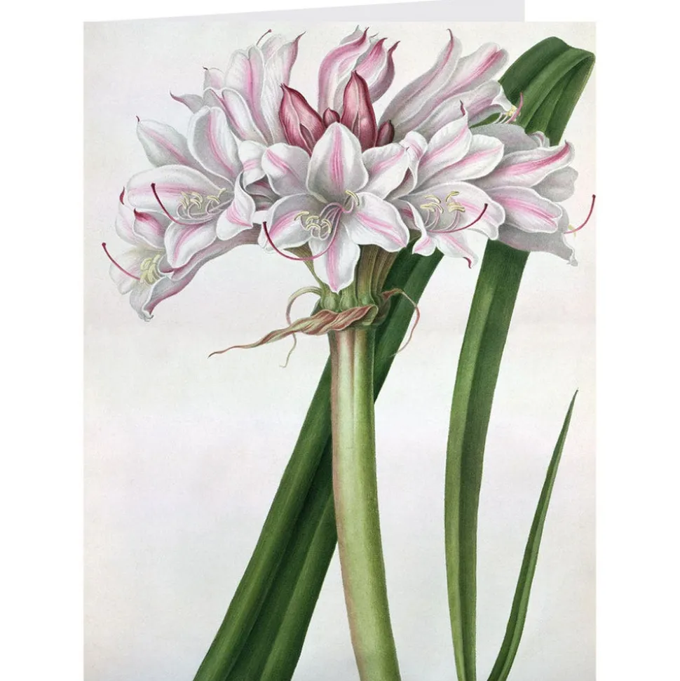 Botanical Illustrations Notecards